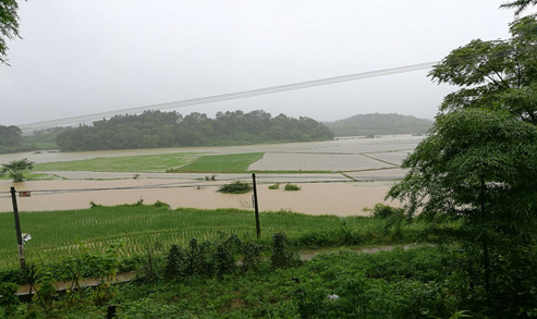 被淹的稻田.jpg