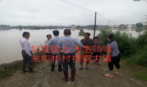 草市桐桥视察.jpg