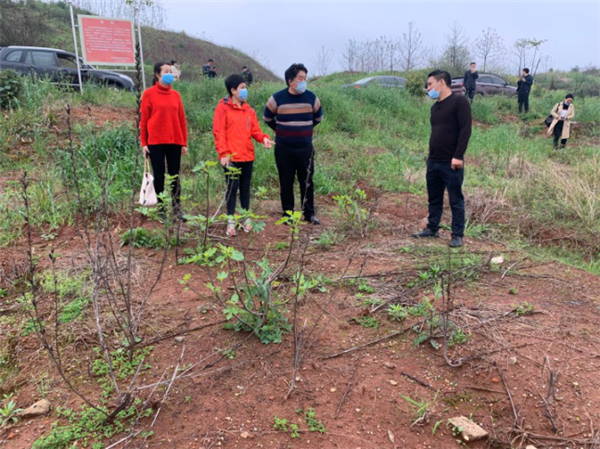 图片2周红玲主席实地了解大兴龙村无花果基地种植情况.png