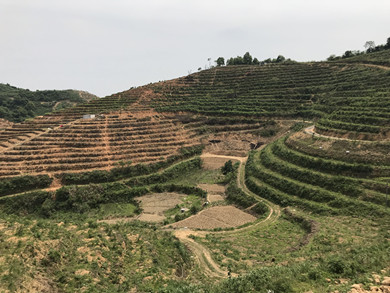 陈坤的公司基地种植了樱桃、无花果、蓝莓、猕猴桃等十几种果树_副本.jpg
