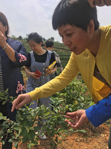 挂果的蓝莓_副本.jpg